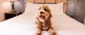 Pet-Friendly Hotels