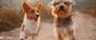 Breed & Height Restrictions
