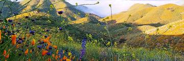 Page Banner