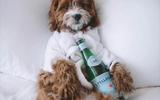 Pets Stay Free Package