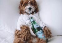 Plan Your Pet’s Stay