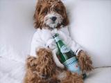 V.I.Pet Package