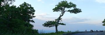 Page Banner
